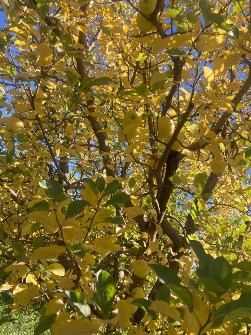 WhatsApp Image 2025-11-13 at 4.10.45 PM.jpeg